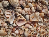 seashells by the seashore, Al Musanah, Oman