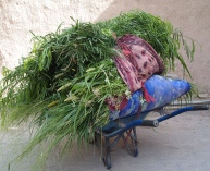 fruits of labor in Birkat al Mouz, Oman