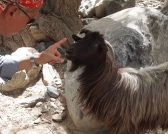 a hand reprimanding a goat in the Hajar Mountains, Oman