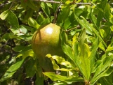 pomegranate at Wekan, Oman