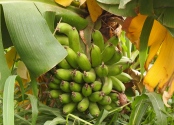 green bananas at Misfat al Abriyyen, Oman