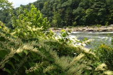 a river in Ohiopyle, Pennsylvania
