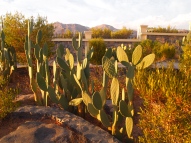 cactus at Sahab