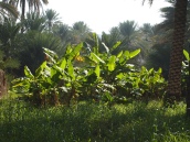 plantations at Birkat al Mouz, Oman