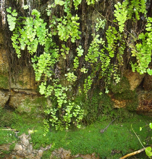 a fern & moss filled grotto at Birkat al Mouz in Oman