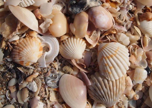 Seashells on the beach at Al Musanaah in Oman