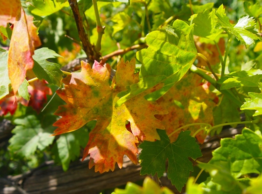 red and yellow grapevine leaves
