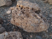 fossilized rocks
