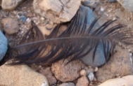 a lost feather